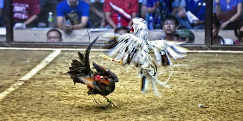 Đặc điểm và chiêu thức gà chạy kiệu độc đáo