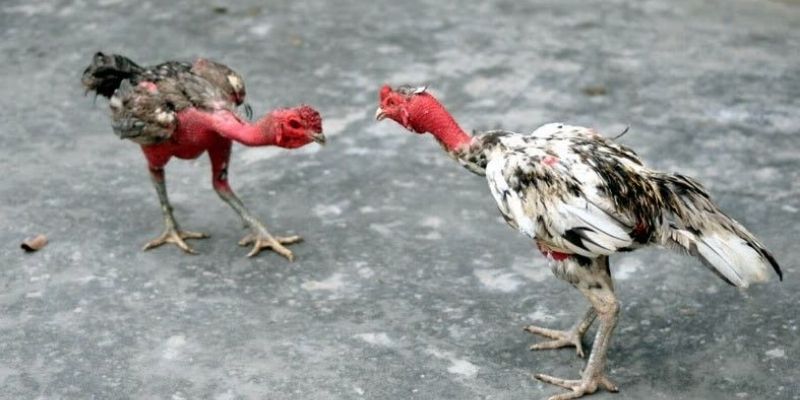 Khởi động bằng "Mở Mỏ" nhận diện phong cách chiến đấu